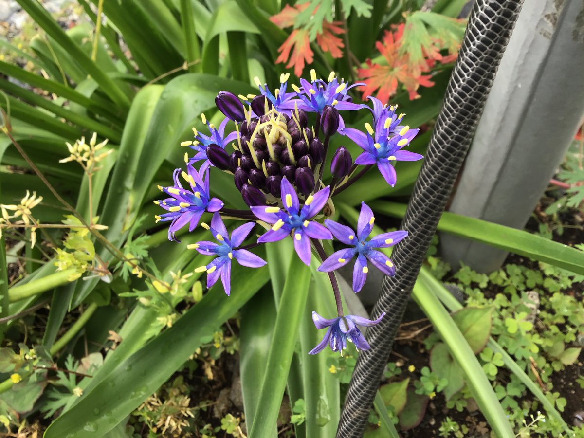jh6dfj's tweet photo. 花が咲いています。 https://t.co/xvqOdU3tIe
