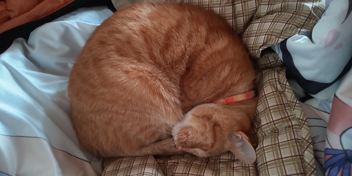 黒猫卿@惰眠 tweet media