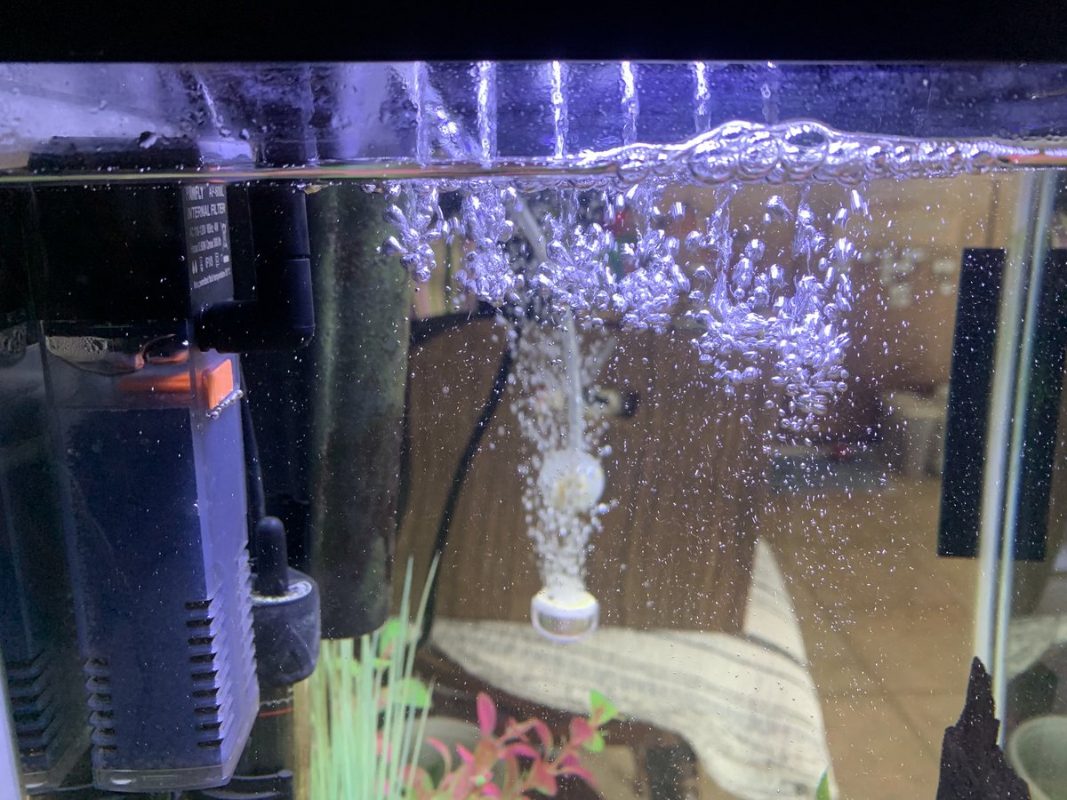 LynneMcbri8140's tweet image. Added a little waterfall feature… #glofish #aquariums #aquariumlover #freshwaterfish #communityfish