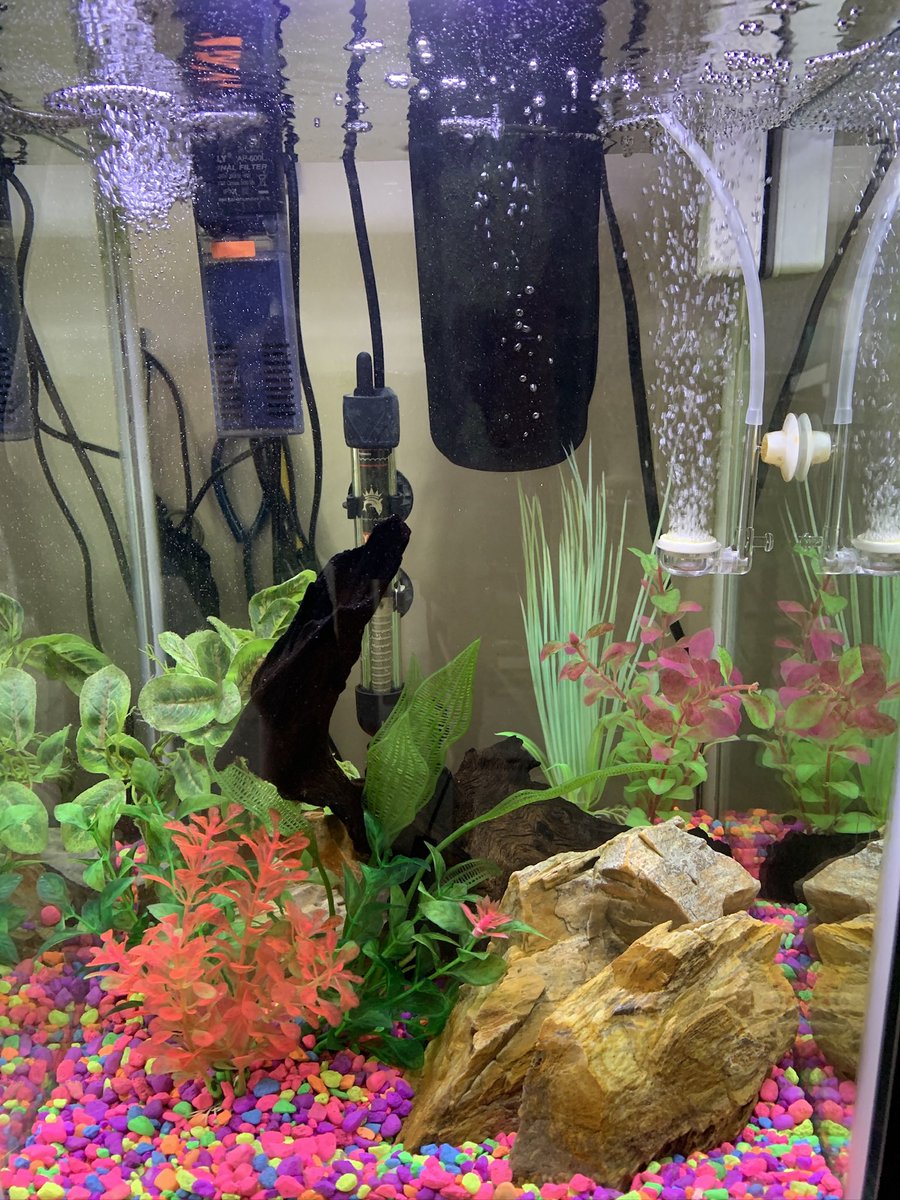 LynneMcbri8140's tweet image. Added a little waterfall feature… #glofish #aquariums #aquariumlover #freshwaterfish #communityfish