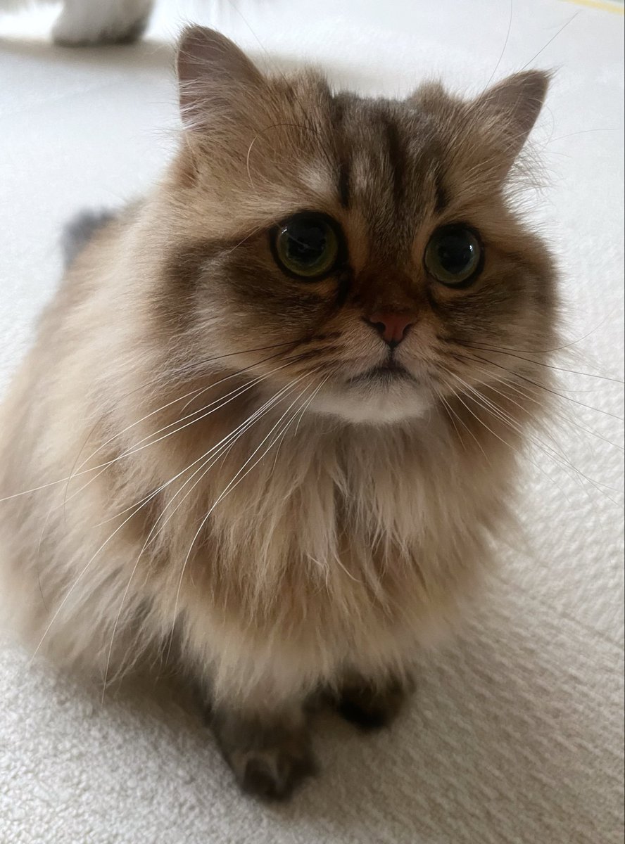 茶々ママ tweet media