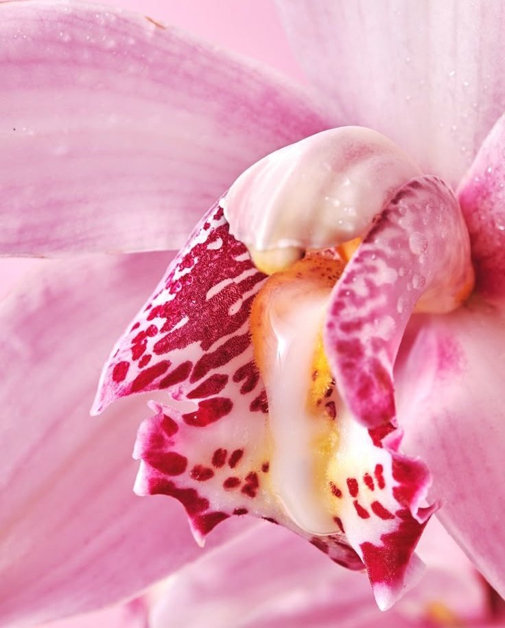 Neutralious tweet media