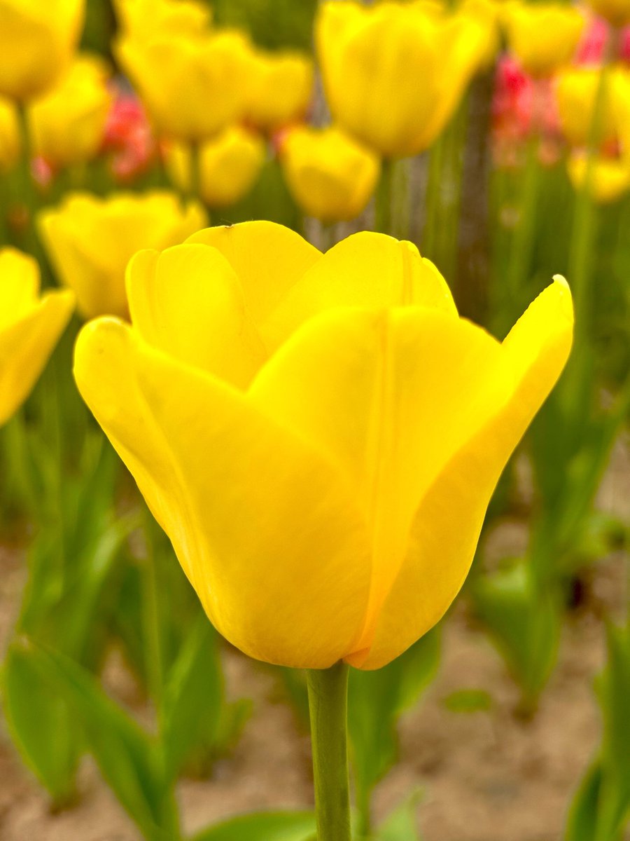 david_andrew123's tweet photo. Flowers don’t bloom for anyone else.🌷
They bloom because that’s what they are meant to do.✨
Seeing these tulips in full color, I’m reminded:
I don’t have to prove anything to anyone.💛
Just like them, I can simply be, grow, and shine in my own way.🌸
#BeYourself #FlowerWisdom https://t.co/IGOa7spFto