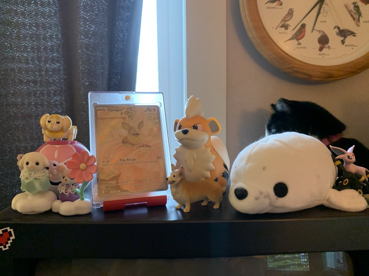 Was on the search and finally found my boy 🥹🧡🐾