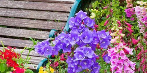 Learn about the best zone 8 perennials for an easy-care garden. This list includes 30 zone 8 #perennials for full sun, part shade, and shade.
 fluxingwell.com/favorite-peren… #springplanting #gardeners #plantperennials #gardenplanning2026