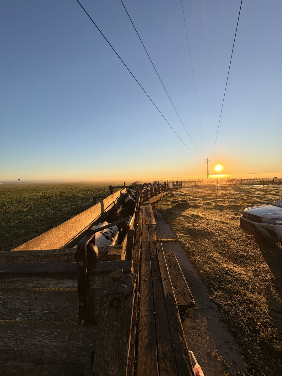 GasparPermin's tweet photo. Qué lindo es el campo ☀️🐄

Iniciando protocolo para inseminar  en vaquillonas 🐮 https://t.co/ztxBE7nvmg