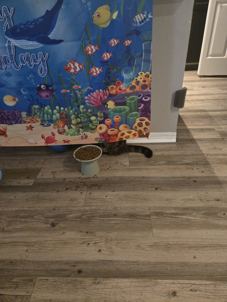 BabyEem408's tweet image. I spy with my little eye #cats #catdad #underthesea