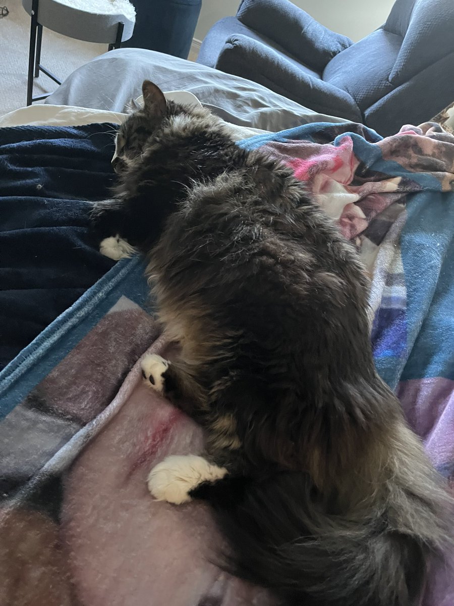 My cats are slowly getting used to the new house.

New things can be scary! I hope they both feel calmer soon. ♥️