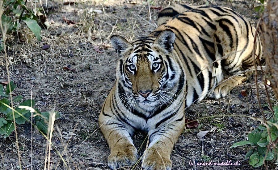 andmadca's tweet image. @IndiAves #IndiAves