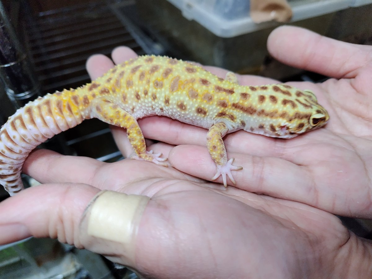 Ｊ・アシスト tweet media