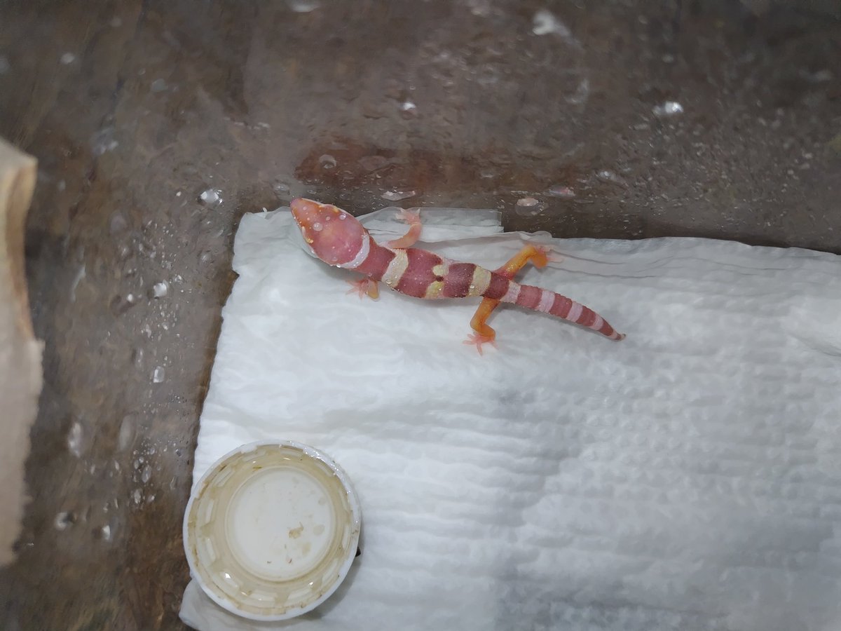 Ｊ・アシスト tweet media