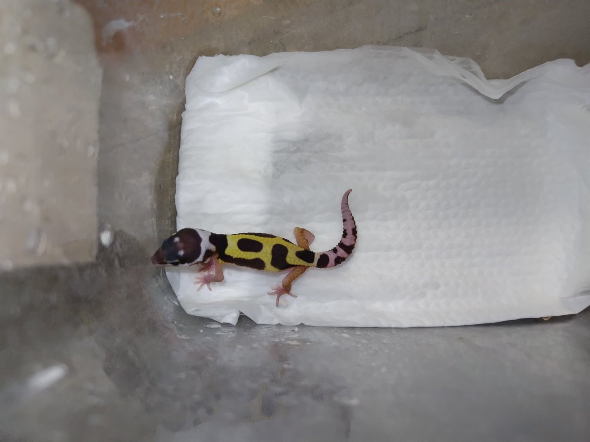 Ｊ・アシスト tweet media