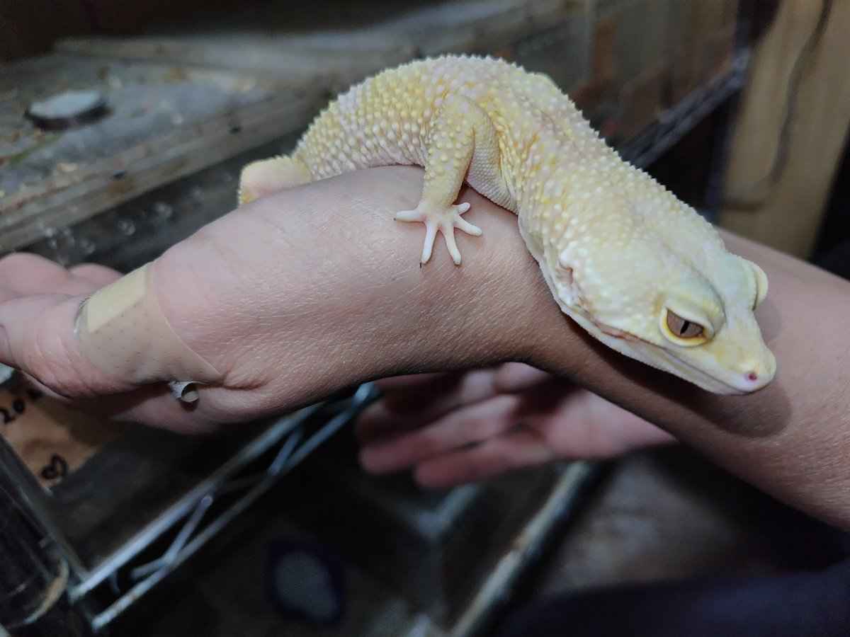 Ｊ・アシスト tweet media