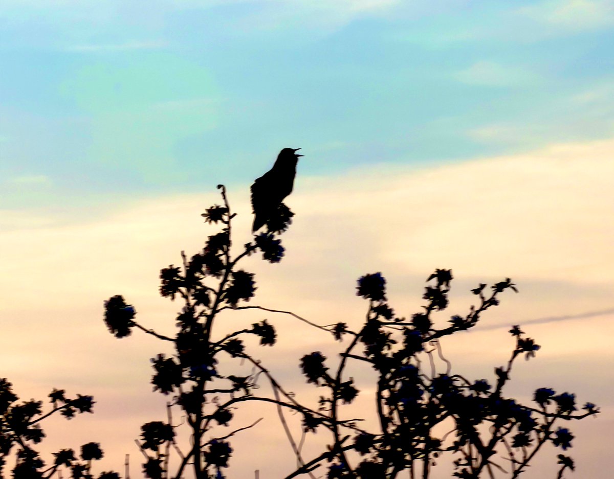 mooncougar61's tweet image. A #RedWingedBlackbird at #SunsetPHOTOGRAPHY 

youtu.be/kPa7bsKwL-c?si…