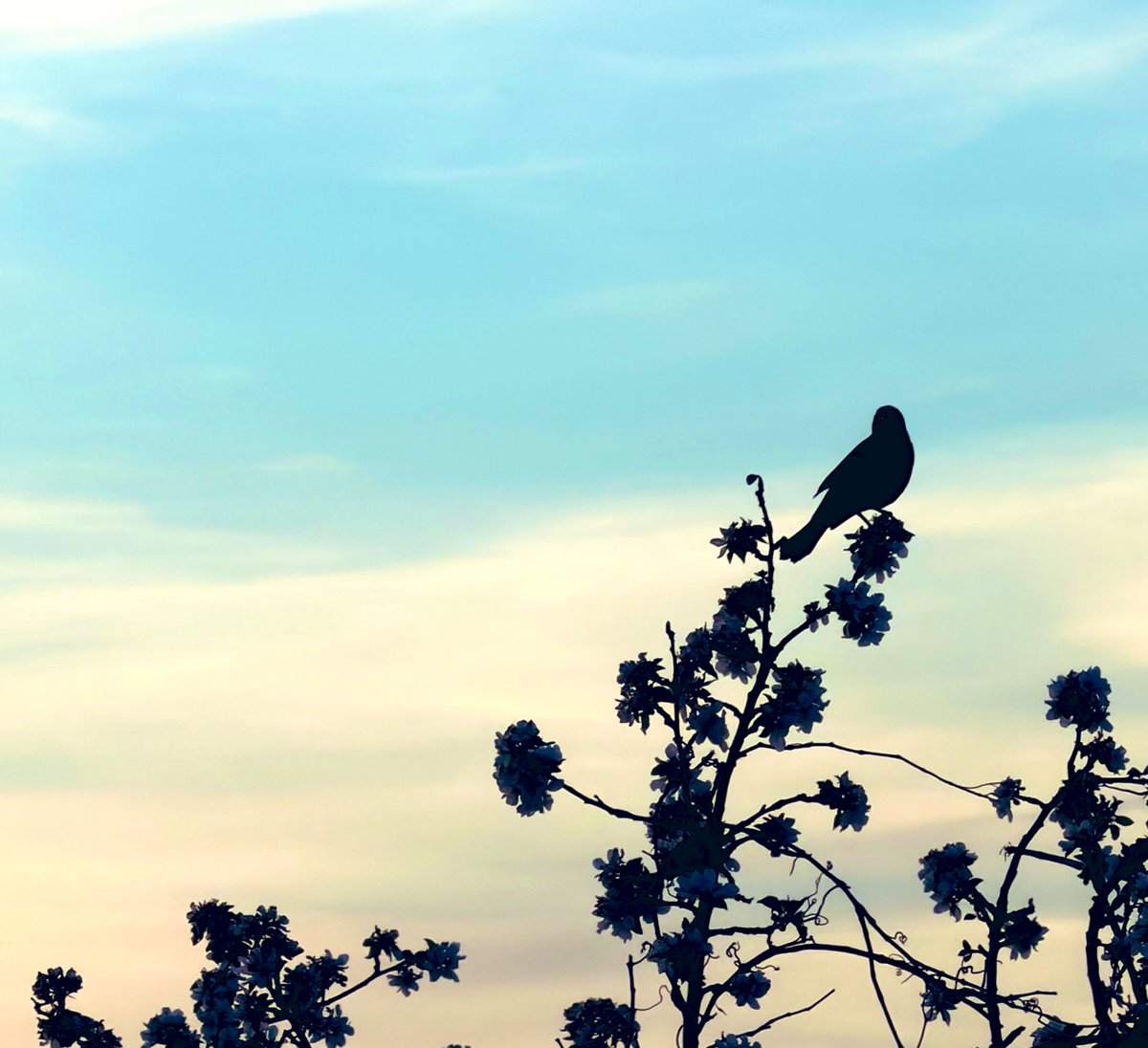 mooncougar61's tweet image. A #RedWingedBlackbird at #SunsetPHOTOGRAPHY 

youtu.be/kPa7bsKwL-c?si…