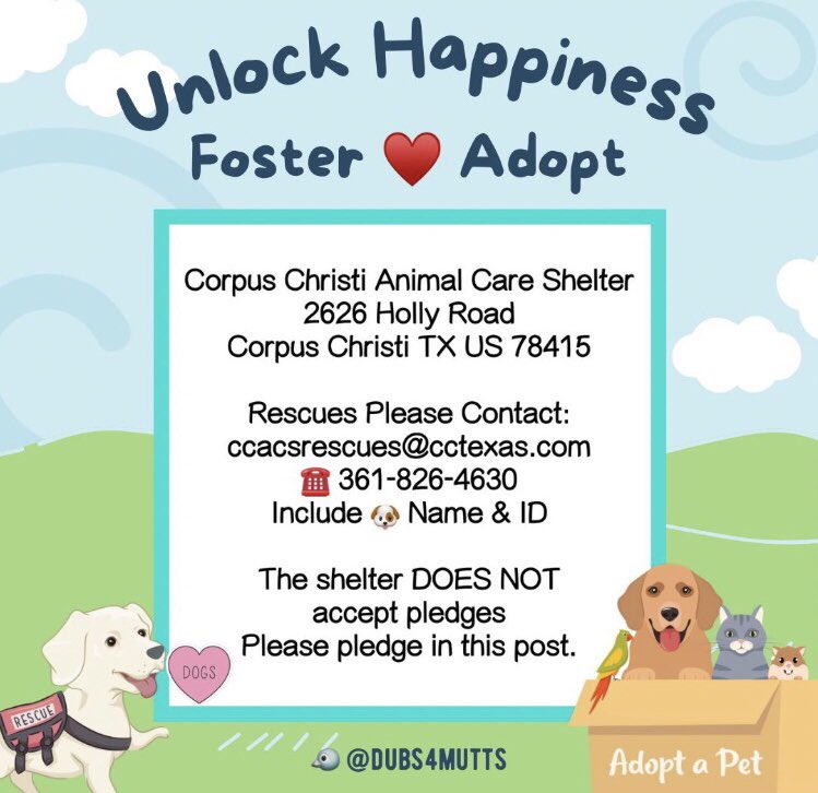 LisaBrabson's tweet image. HOUSTON #A386992 2yo
His soulful face,begging everyone to plz don't turn away,he is sorry he smells bad,he desperately needs help🆘️
A true angel,he has painful Alopecia,that can b treated with medicated baths,good food
Plz #Pledge to save this precious baby #CorpusChristiACS