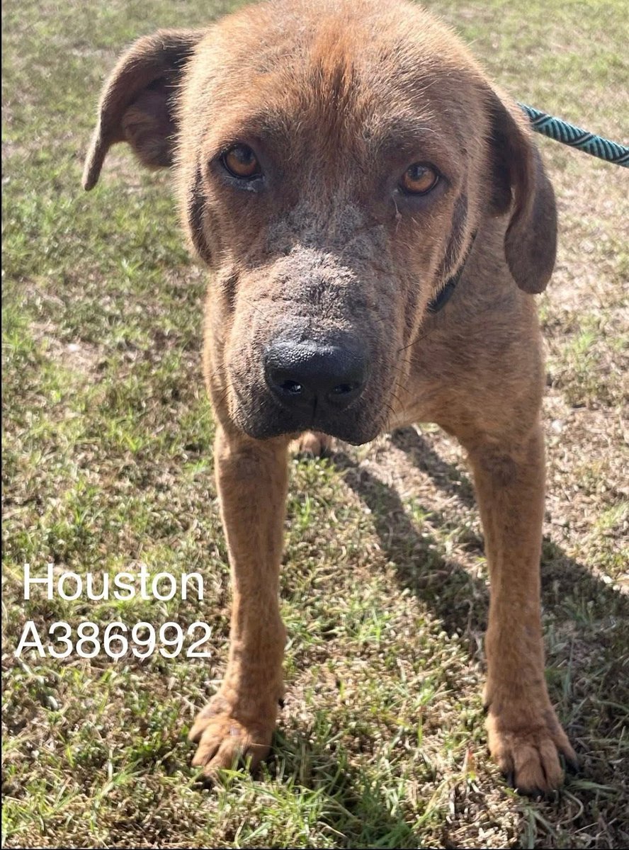 LisaBrabson's tweet image. HOUSTON #A386992 2yo
U can't help every dog,but right now,u can save this darling boys life❤️‍🩹 WE can change his sad face into a happy,hopeful 1!
Little body raw from painful Alopecia(treatable),crusty broken skin 💔 
Stinky skin,but he can't help it!
Plz #Pledge4Rescue ⌛️ #TX