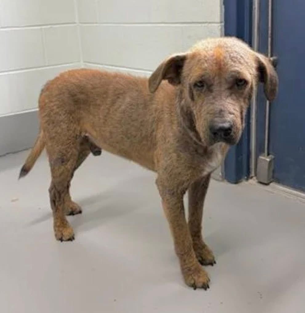 LisaBrabson's tweet image. HOUSTON #A386992 2yo
His soulful face,begging everyone to plz don't turn away,he is sorry he smells bad,he desperately needs help🆘️
A true angel,he has painful Alopecia,that can b treated with medicated baths,good food
Plz #Pledge to save this precious baby #CorpusChristiACS