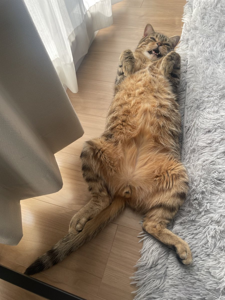 猫大学 tweet media