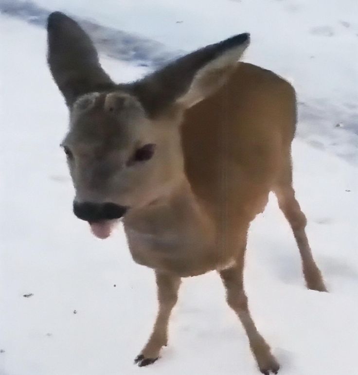 LizzieProbablyHasAGat tweet media