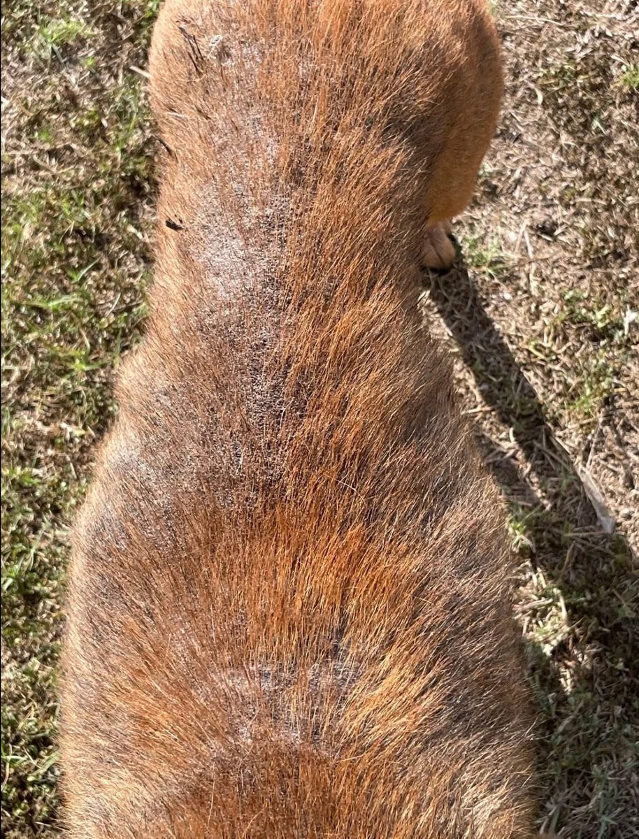 LisaBrabson's tweet image. HOUSTON #A386992 2yo
His soulful face,begging everyone to plz don't turn away,he is sorry he smells bad,he desperately needs help🆘️
A true angel,he has painful Alopecia,that can b treated with medicated baths,good food
Plz #Pledge to save this precious baby #CorpusChristiACS