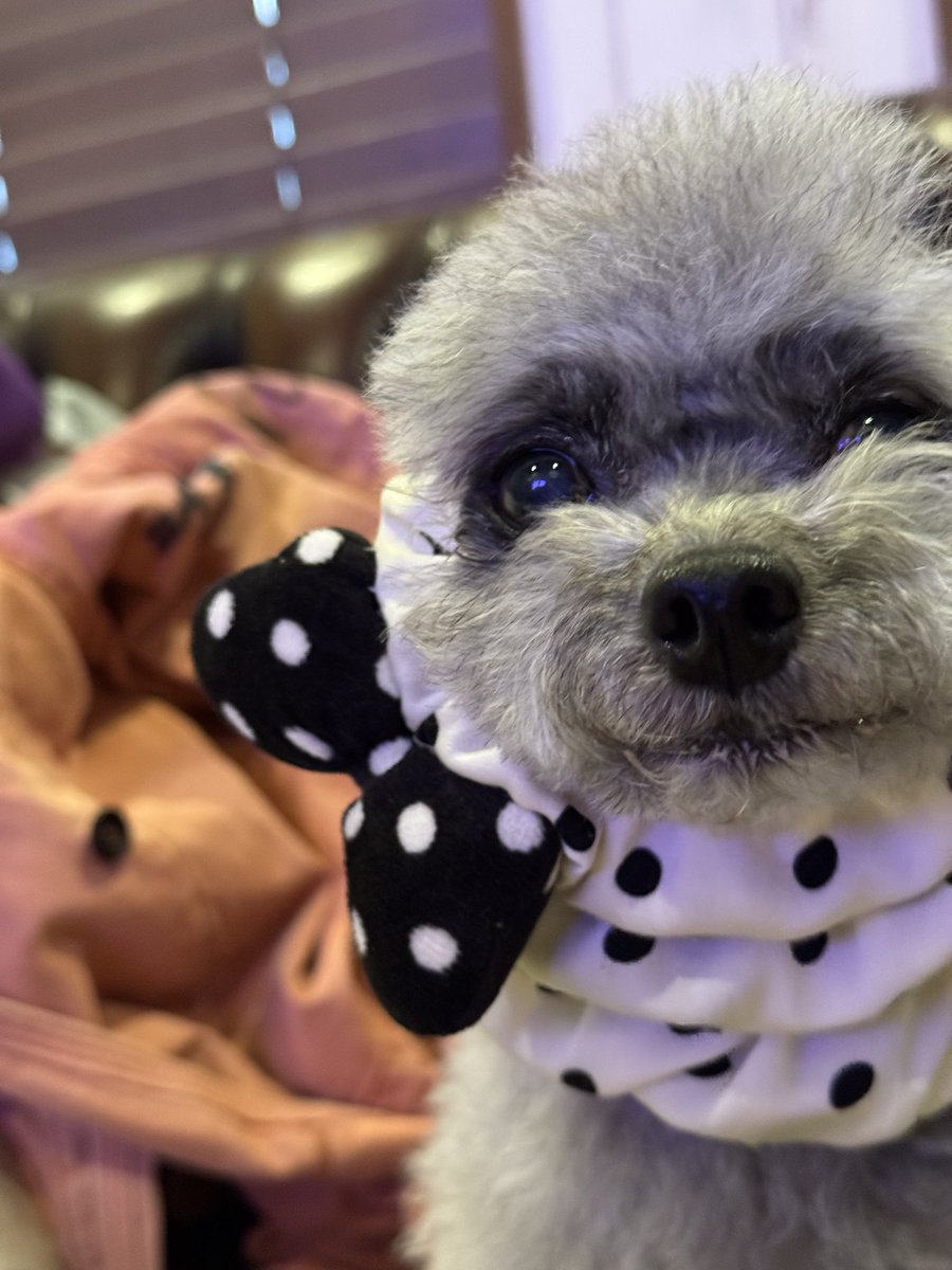 ちーず tweet media