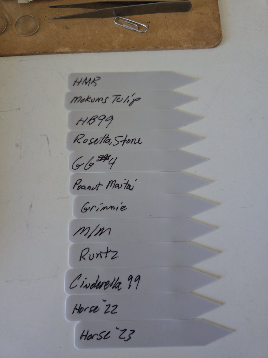 ToadKingof's tweet photo. 2026 strain list. https://t.co/OwND56ixyB