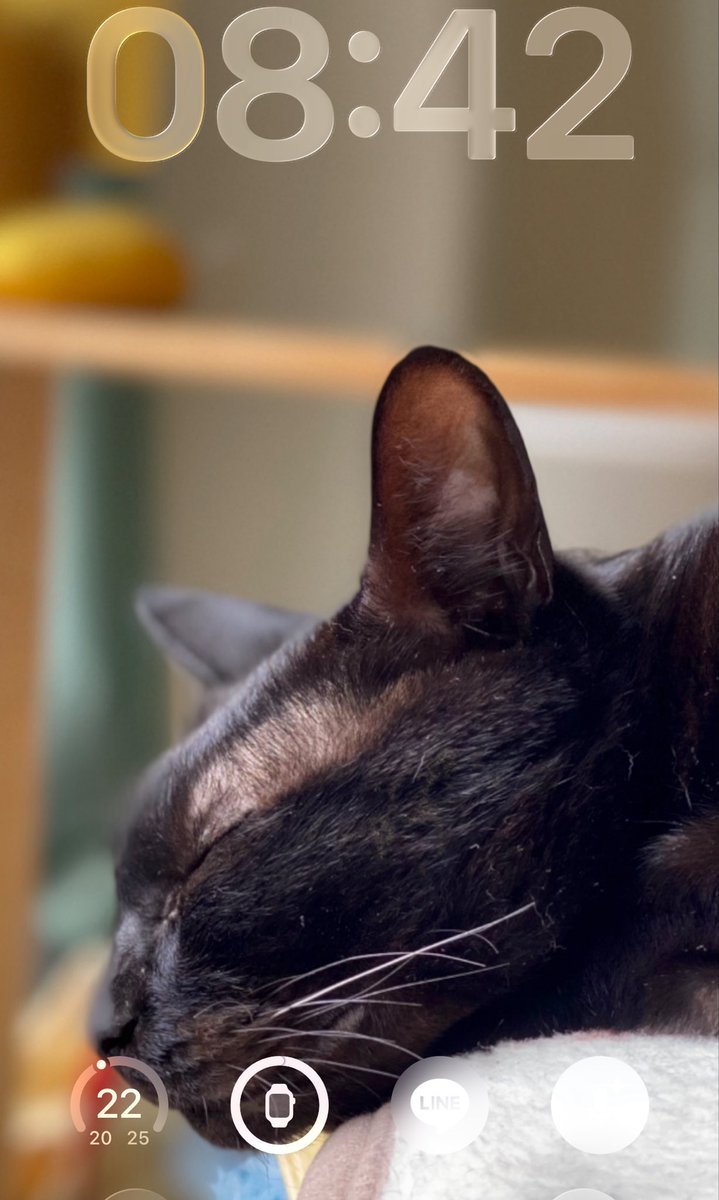Pengeason's tweet photo. #blackcats
#貓
#고양이
#ねこ
#猫の日常 https://t.co/wBldp0f1q0