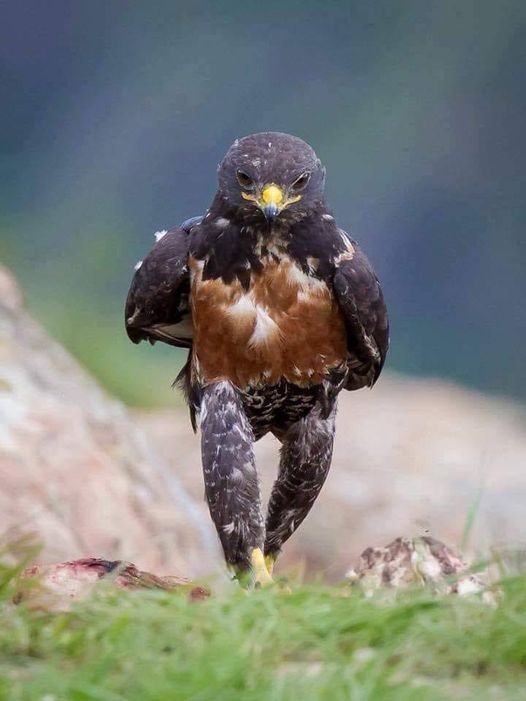 Amazing Nature tweet media
