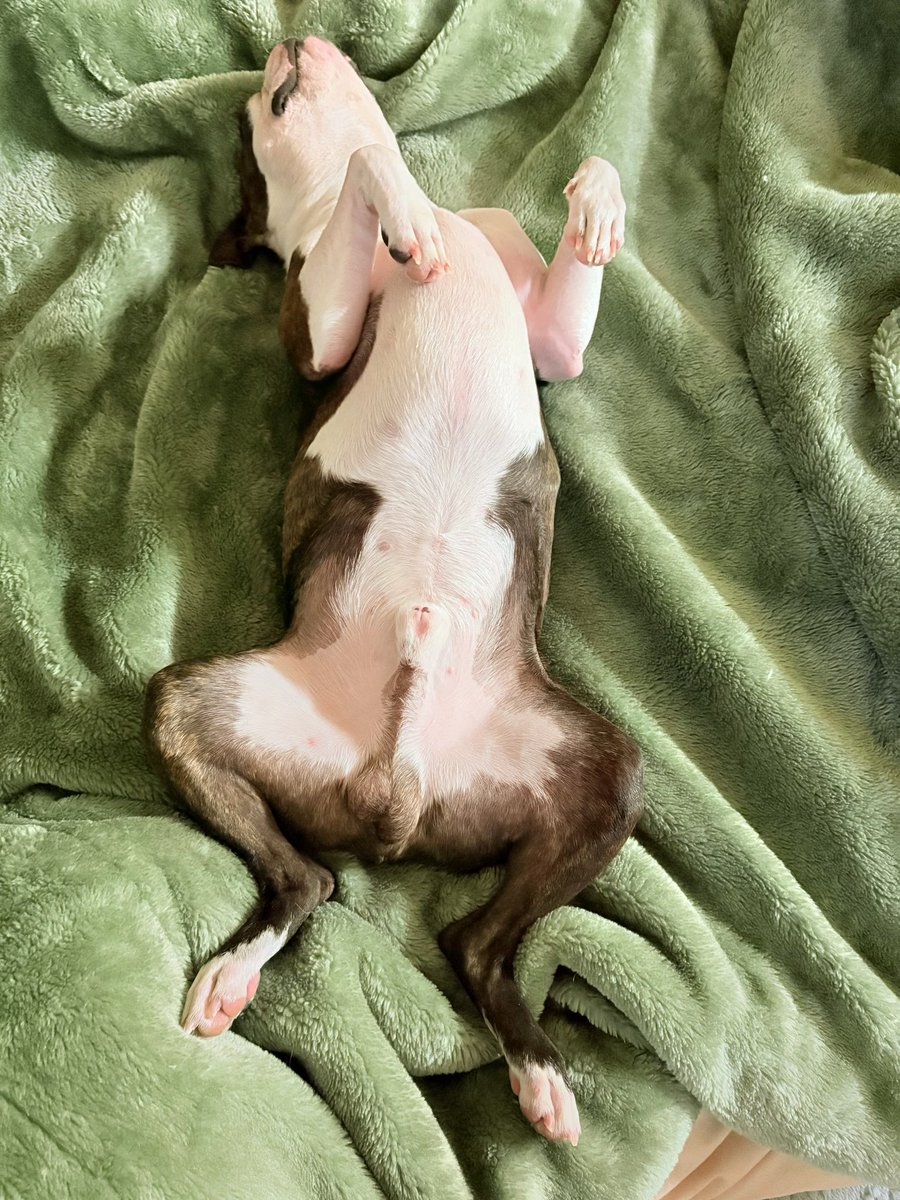 うなぎ犬 tweet media