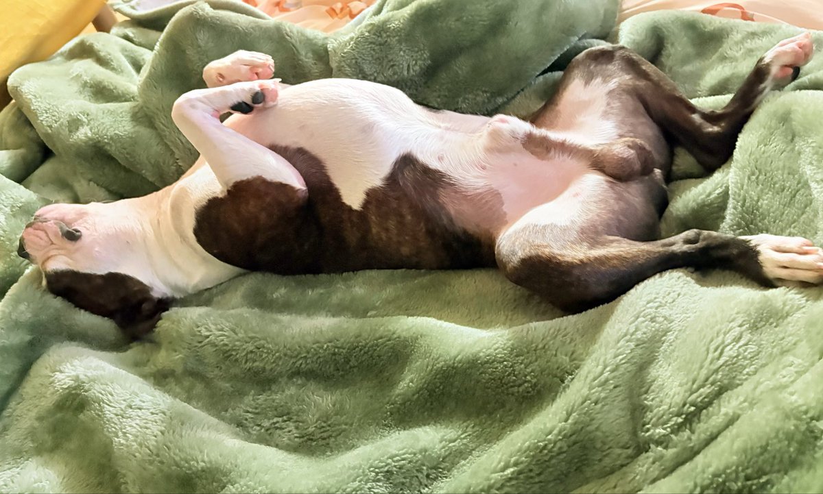 うなぎ犬 tweet media