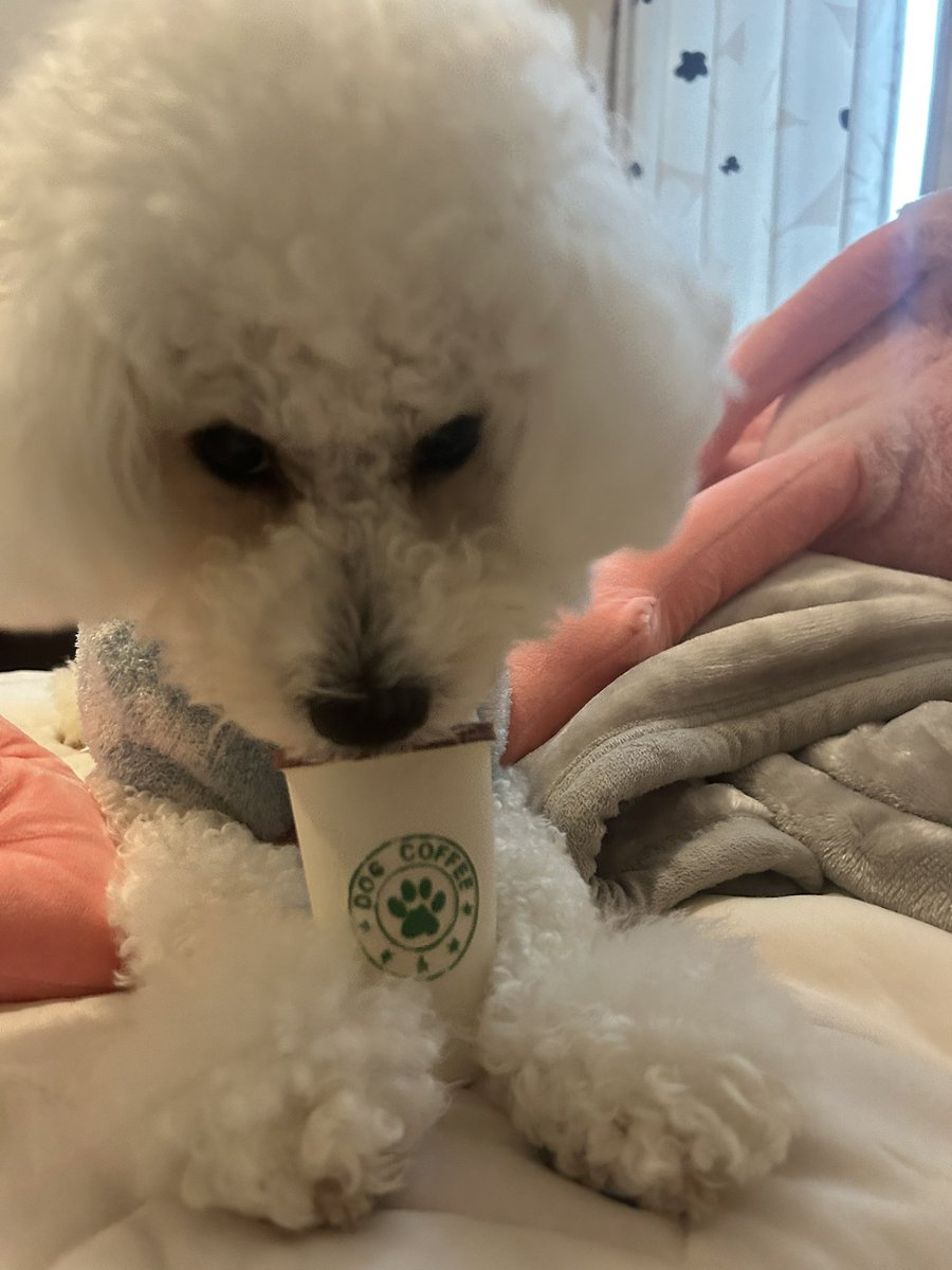 はんぺん🍢陽気な犬 tweet media