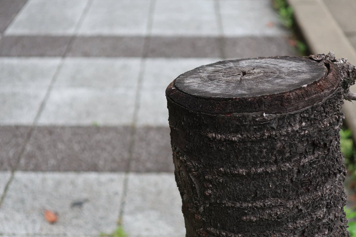 tochi_kupipi's tweet image. #record
#photography