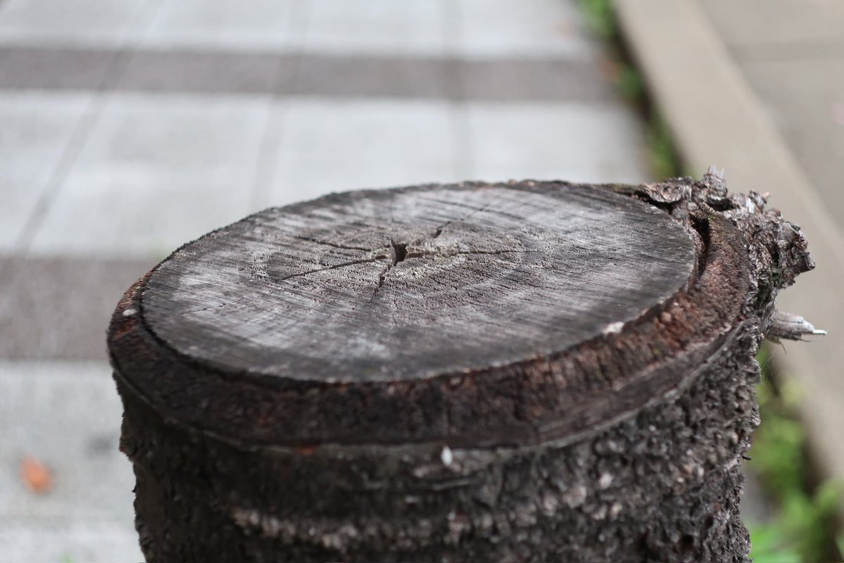 tochi_kupipi's tweet image. #record
#photography