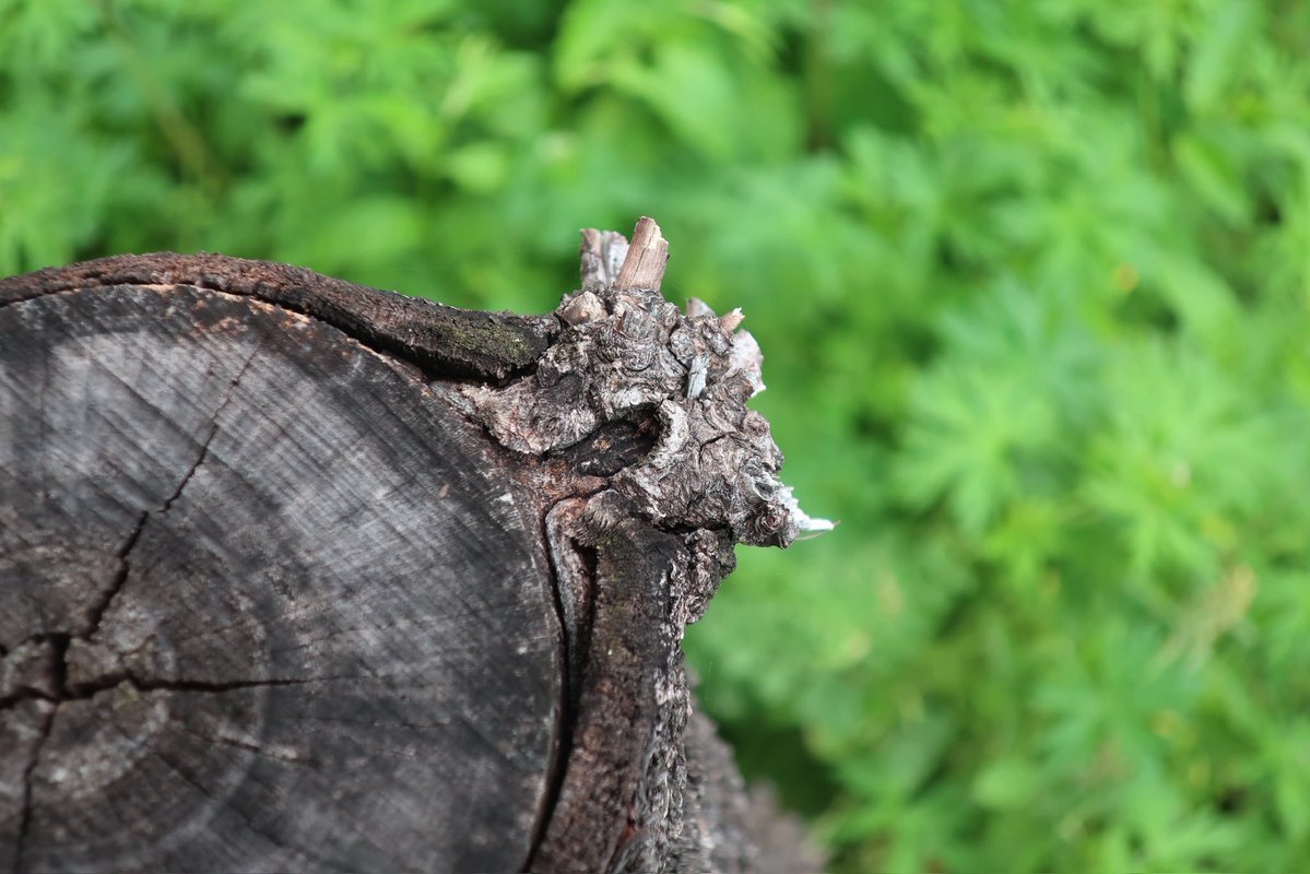 tochi_kupipi's tweet image. #record
#photography