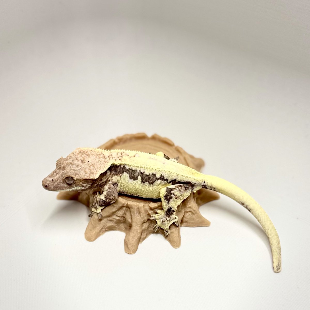 RadEye_Cresties's tweet photo. 後2日‼︎
生体紹介 #NEWReptilesDay 7th
♀
#crestedgecko
#lilywhite
#frappucino
#RadEye https://t.co/sZ5vM7OjSg