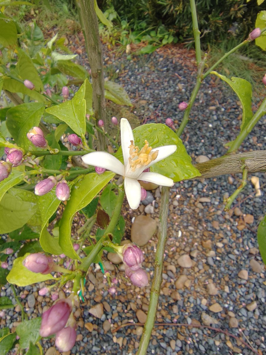 youcon0302's tweet photo. レモンの花咲きました。
たくさん蕾がついてるから、レモン豊作の予感✨️🍋
#kmix_flower https://t.co/ZeHb4qzxuU