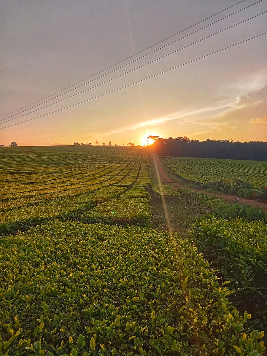 Arap Sambai tweet media