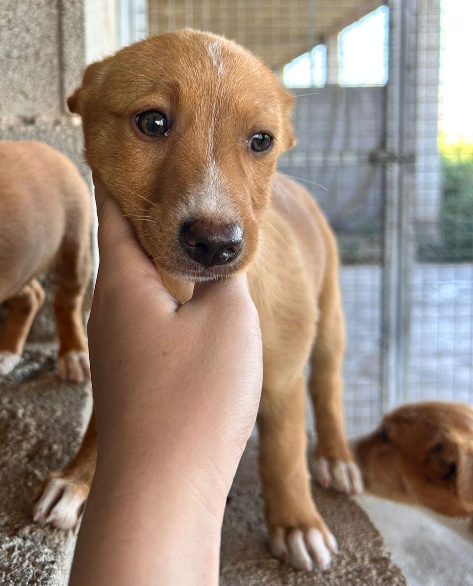 NuevaVidaAdop's tweet photo. #madrid
VERA VERITA cachorra mestiza de 9 semanas ABANDONADA junto a sus hermanitos 
Sociable con niños🐶🐱
De tamaño peque en edad adulta
NECESITA #adopcionresponsable
Se entrega chipada,vacunada,desparasitada y CON compromiso de castracion
CONTACTO 📩facenuevavida@gmail.com https://t.co/OzVxSOkMcH