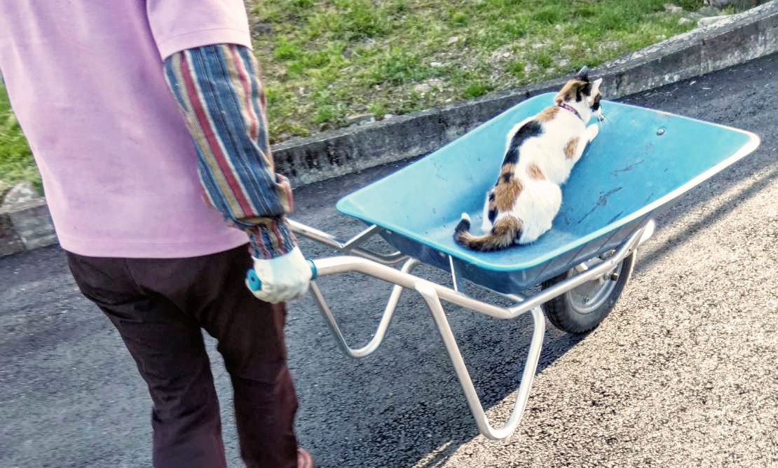 仁科裕貴@11/5新刊『こちらはただの「落とし物係」です！』 tweet media