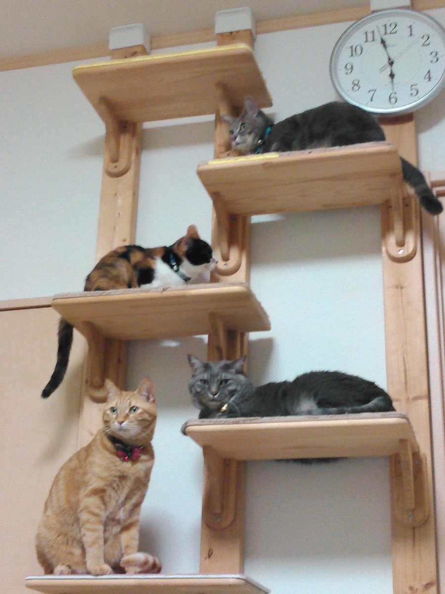 highthermometer's tweet photo. みんな待ってるニャ

#猫好きさんと繋がりたい https://t.co/LVFvp7qne5