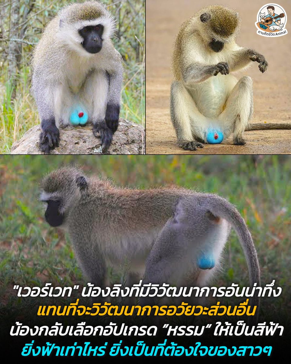 ตามติดชีวิตAnimal tweet media