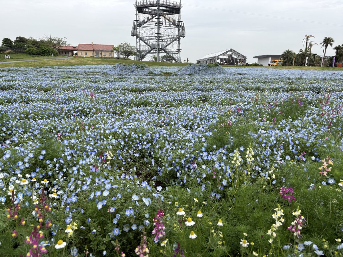 yokosukakanko's tweet image. こんにちは！
現在の横須賀は曇り空☁️

昨日（4/23）撮影、ソレイユの丘ネモフィラの様子をお届けします🩵

あいにくの雨でしたが、見頃を迎えたネモフィラがとても綺麗に咲いていました✨
一面に広がる美しいブルーの景色、ぜひ見にいらしてください😊🩵✨

#横須賀
#ソレイユの丘
#ネモフィラ