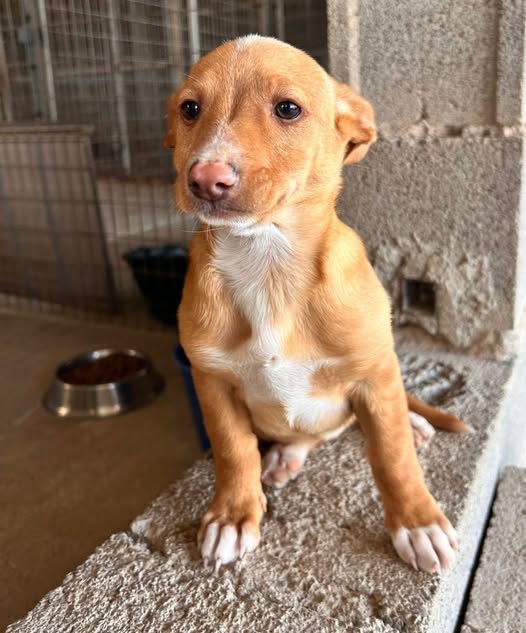 NuevaVidaAdop's tweet image. #madrid
RUBITA LINDA  cachorra mestiza de 9 semanas ABANDONADA junto a sus hermanitos 
Sociable con niños🐶🐱
De tamaño peque en edad adulta
NECESITA #adopcionresponsable
Se entrega chipada,vacunada,desparasitada y CON compromiso de castracion
CONTACTO 📩facenuevavida@gmail.com
