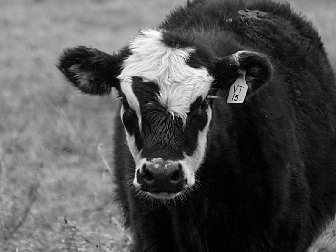RobertDeFusco's tweet image. cows
#photography #blackandwhitephotography #monochrome #farm #coast