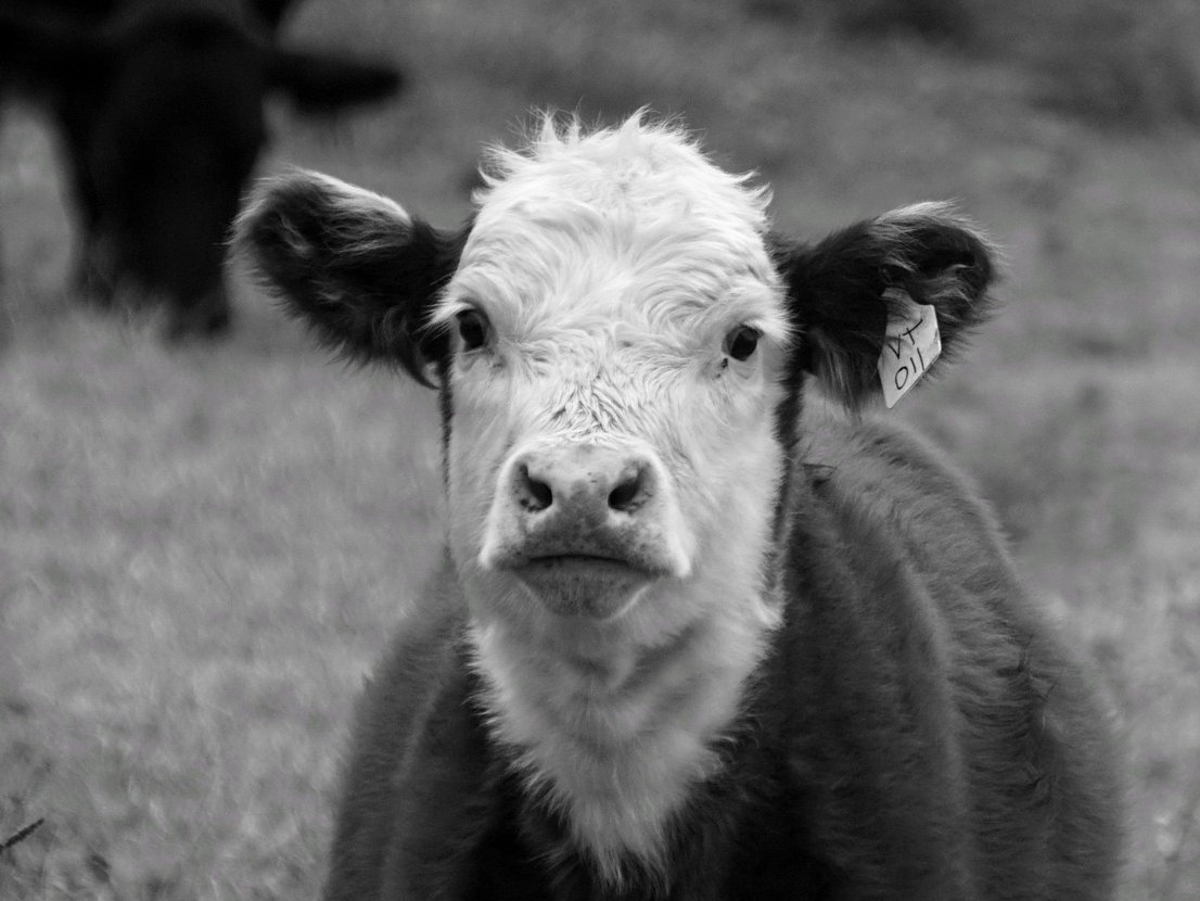 RobertDeFusco's tweet image. cows
#photography #blackandwhitephotography #monochrome #farm #coast