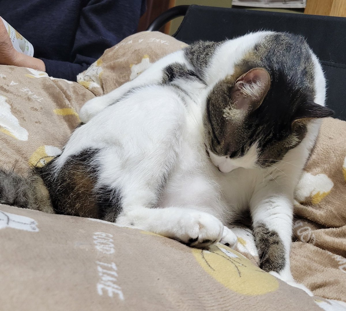 ぱっく tweet media