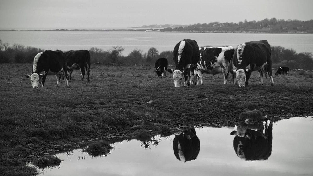 RobertDeFusco's tweet image. cows
#photography #blackandwhitephotography #monochrome #farm #coast