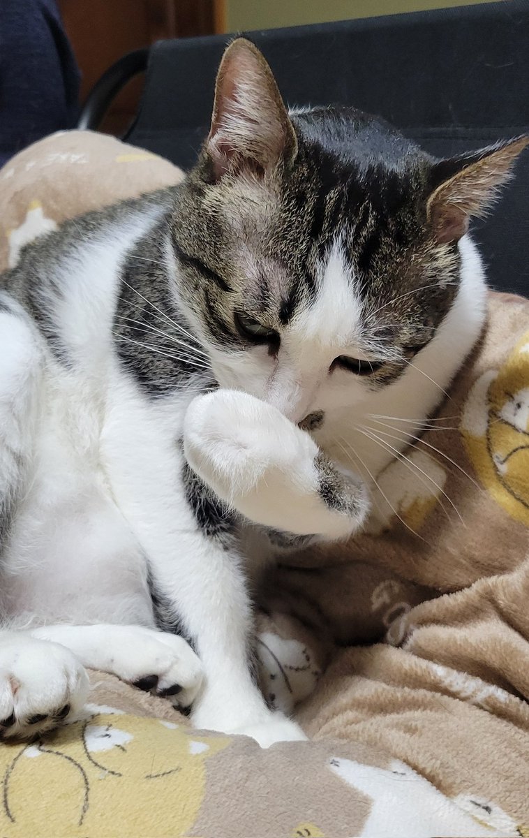 ぱっく tweet media