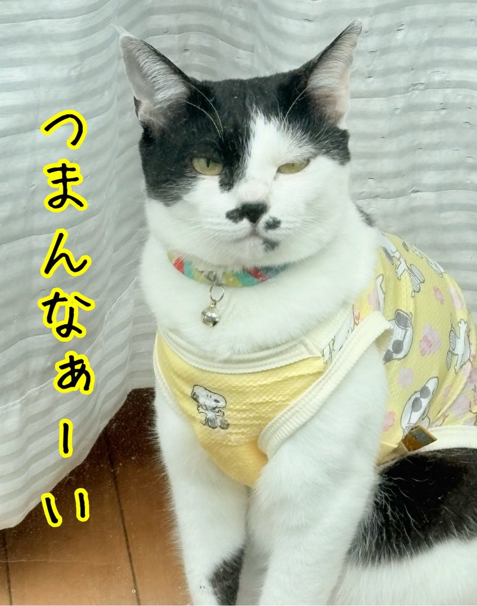 うなぎ犬 tweet media